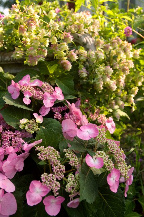 Hydrangea macrophylla ‘Endless Summer Twist-N-Shout’