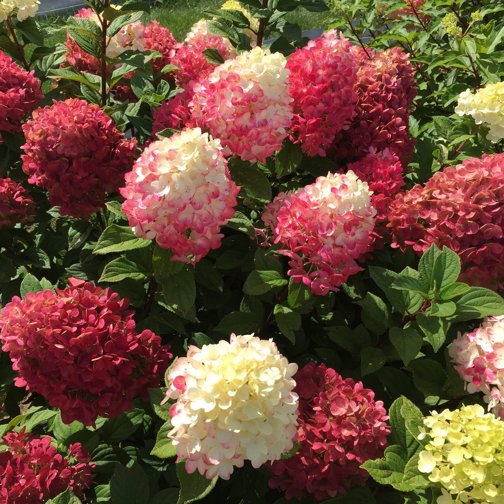 Hydrangea paniculata ‘Little Lime Punch’