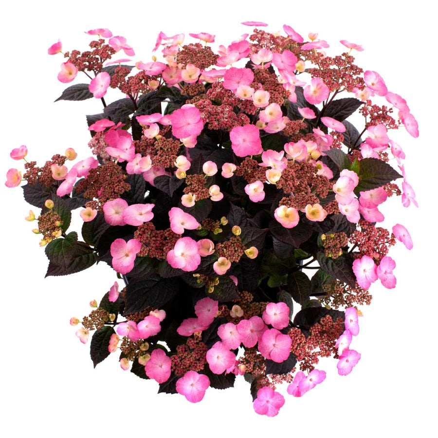 Hydrangea serrata ‘Pink Dynamo’