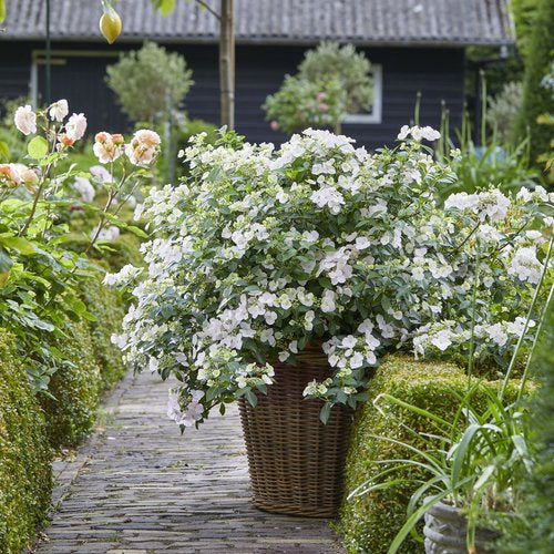 Hydrangea x ‘Fairytale Bride’