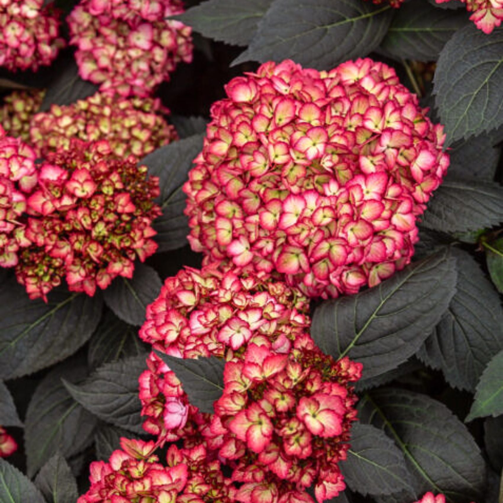 Hydrangea 'Eclipse' | First Editions