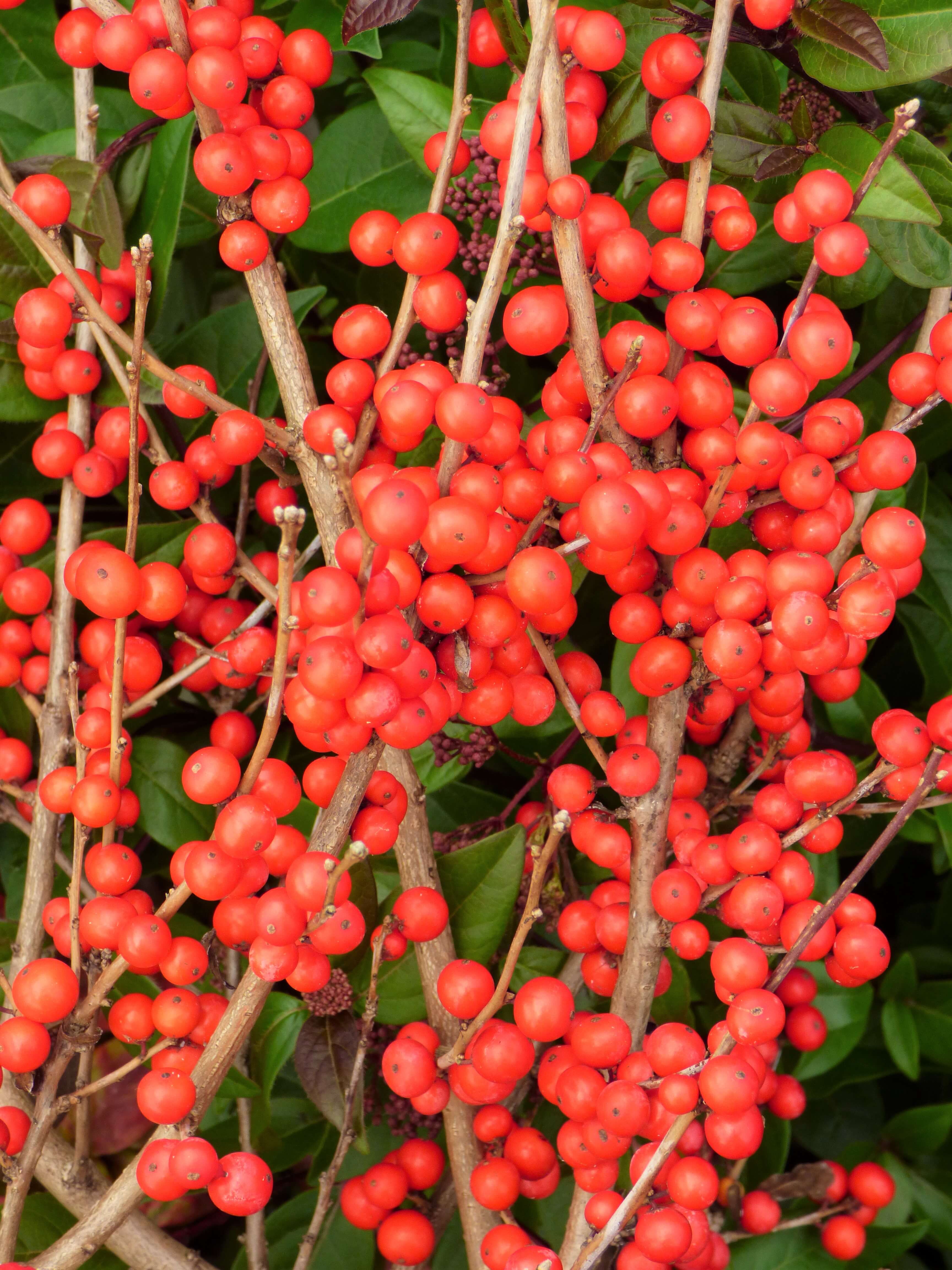 Winterberry (Ilex verticillata) 'Little Red Goblin'