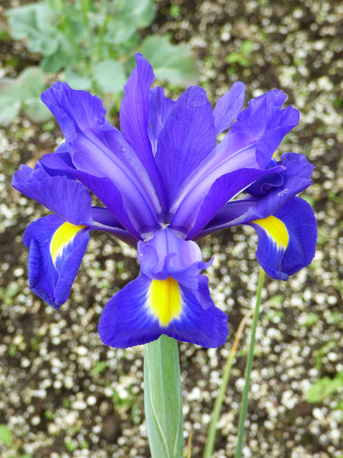 Dutch Iris Blue Star, Shop Top Quality Flower Bulbs