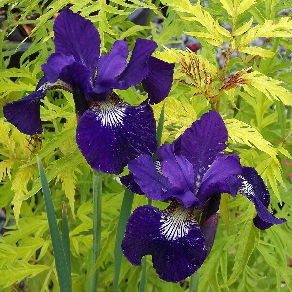 Siberian Iris