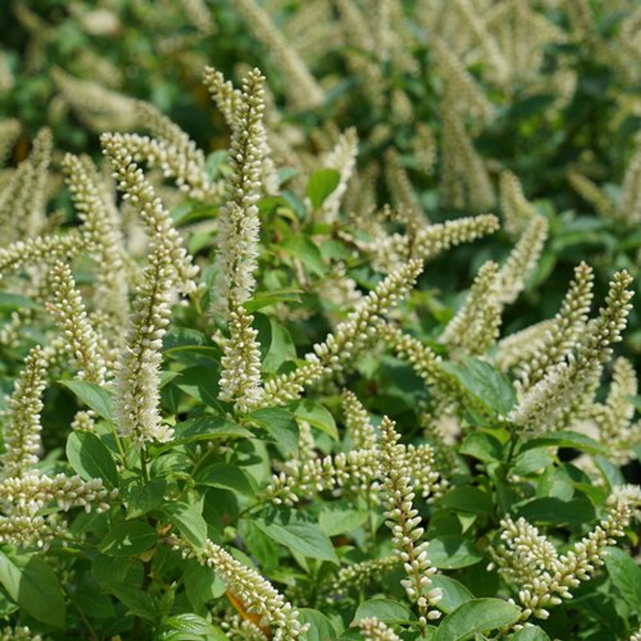 Itea 'Fizzy Mizzy' - Proven Winners