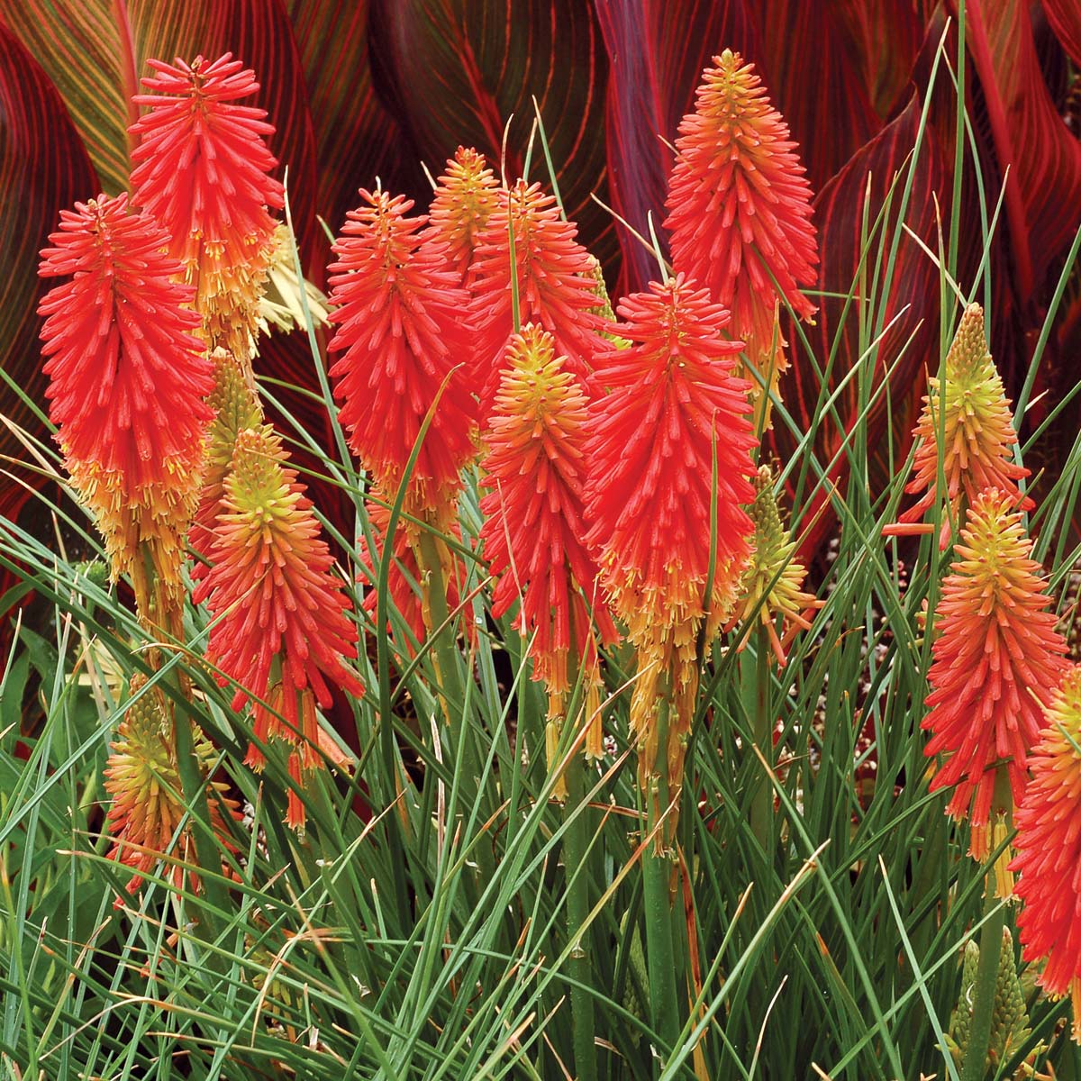 Kniphofia 'Papaya Popsicle' Plant