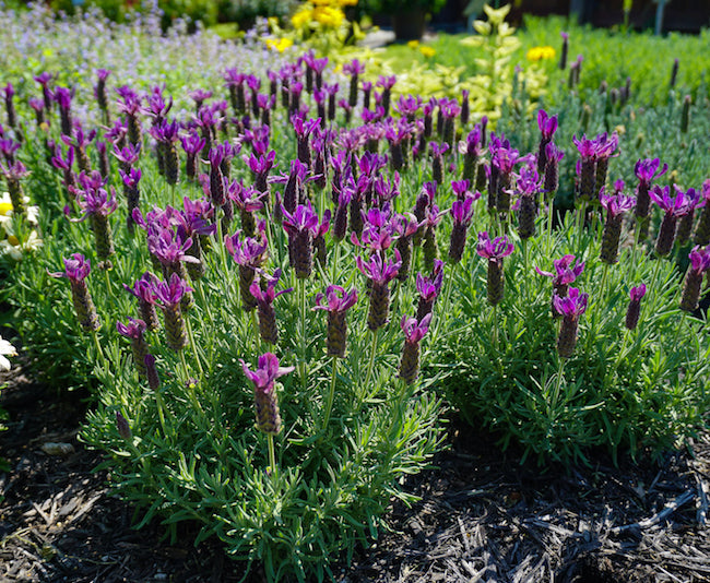 Lavandula 'Primavera' - Spanish Lavender Plant