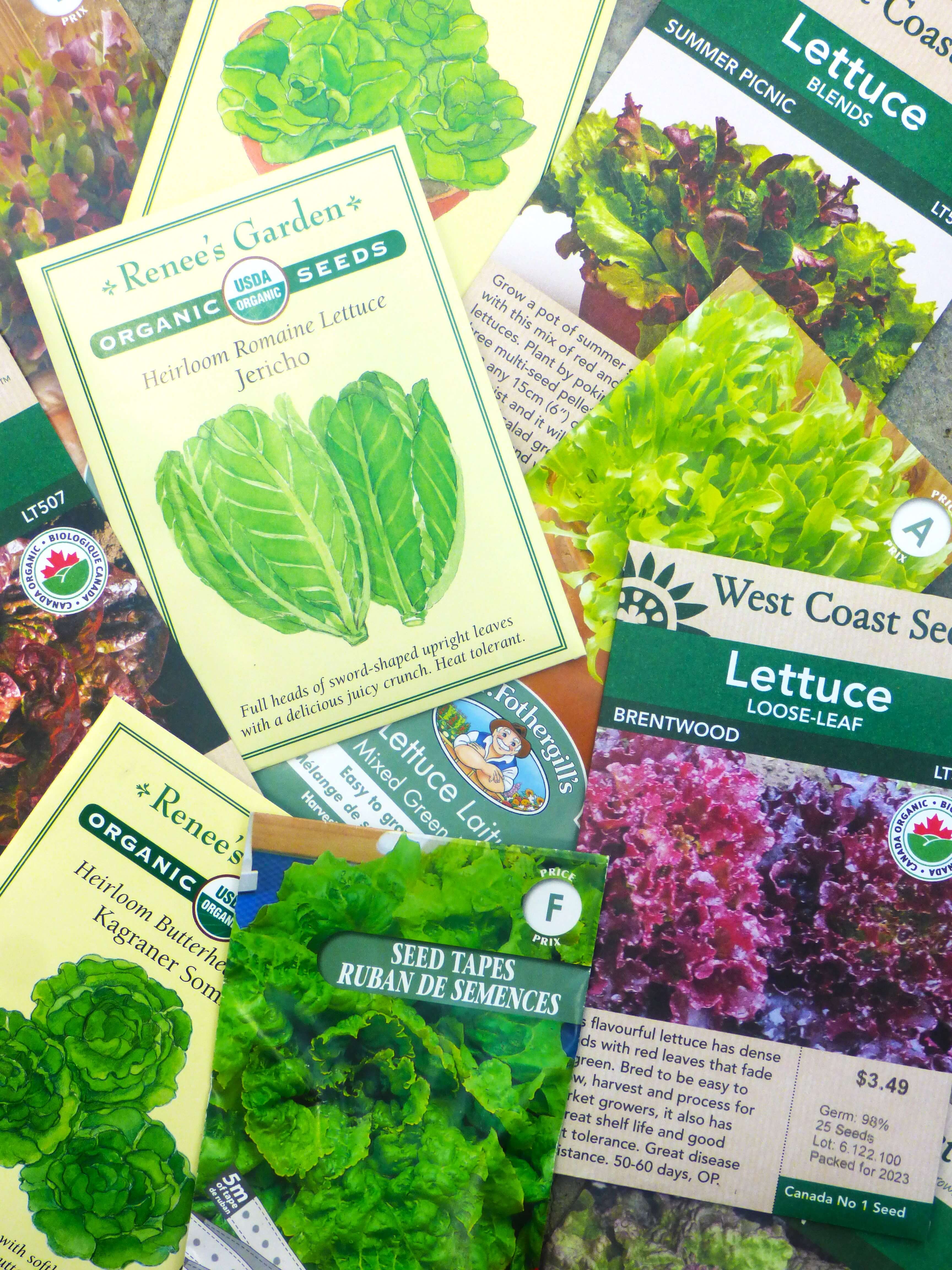 Grow Your Own Lettuce!