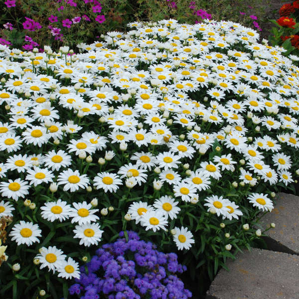 Leucanthemum x superbum ‘Snowcap’