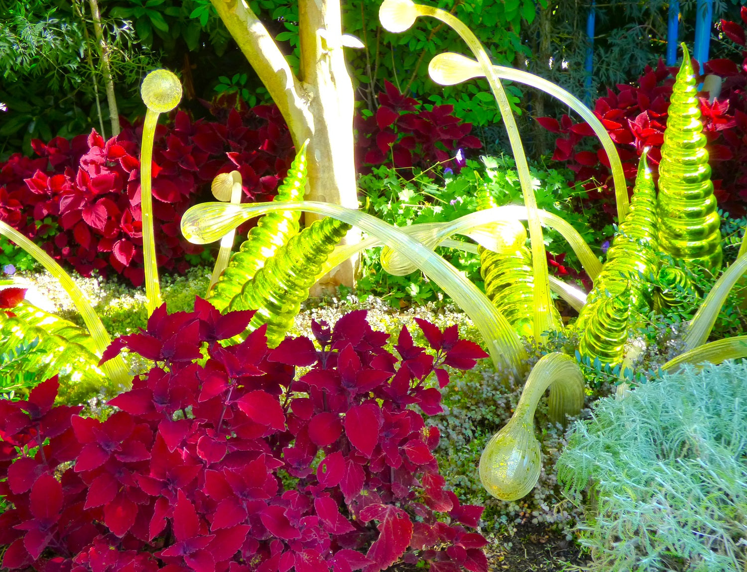 Lime green Chihuly sculptures with coleus plants