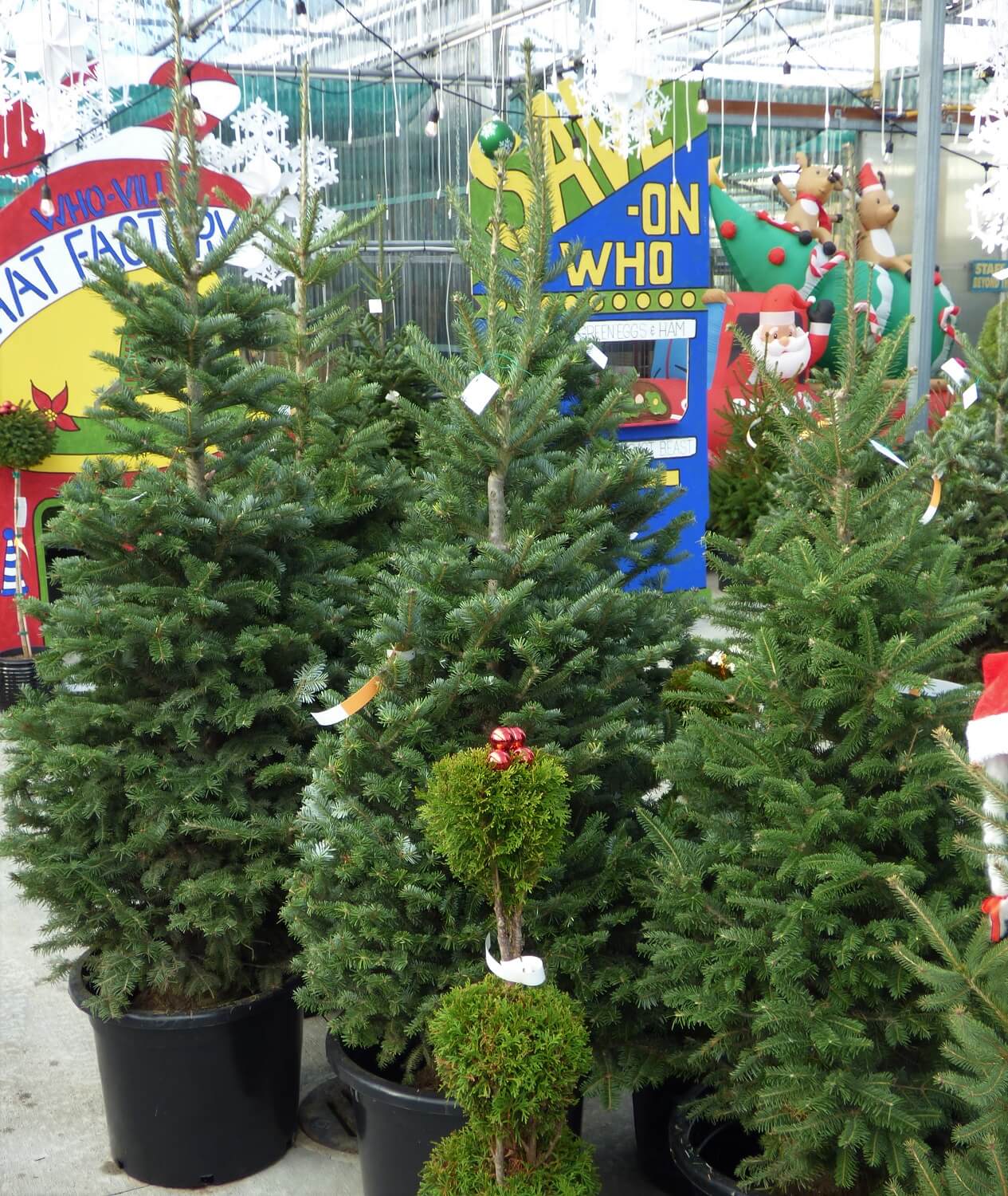Live, Potted Christmas Trees