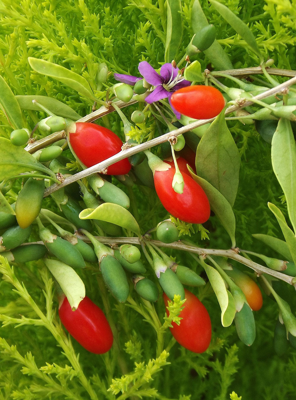 Goji Berry