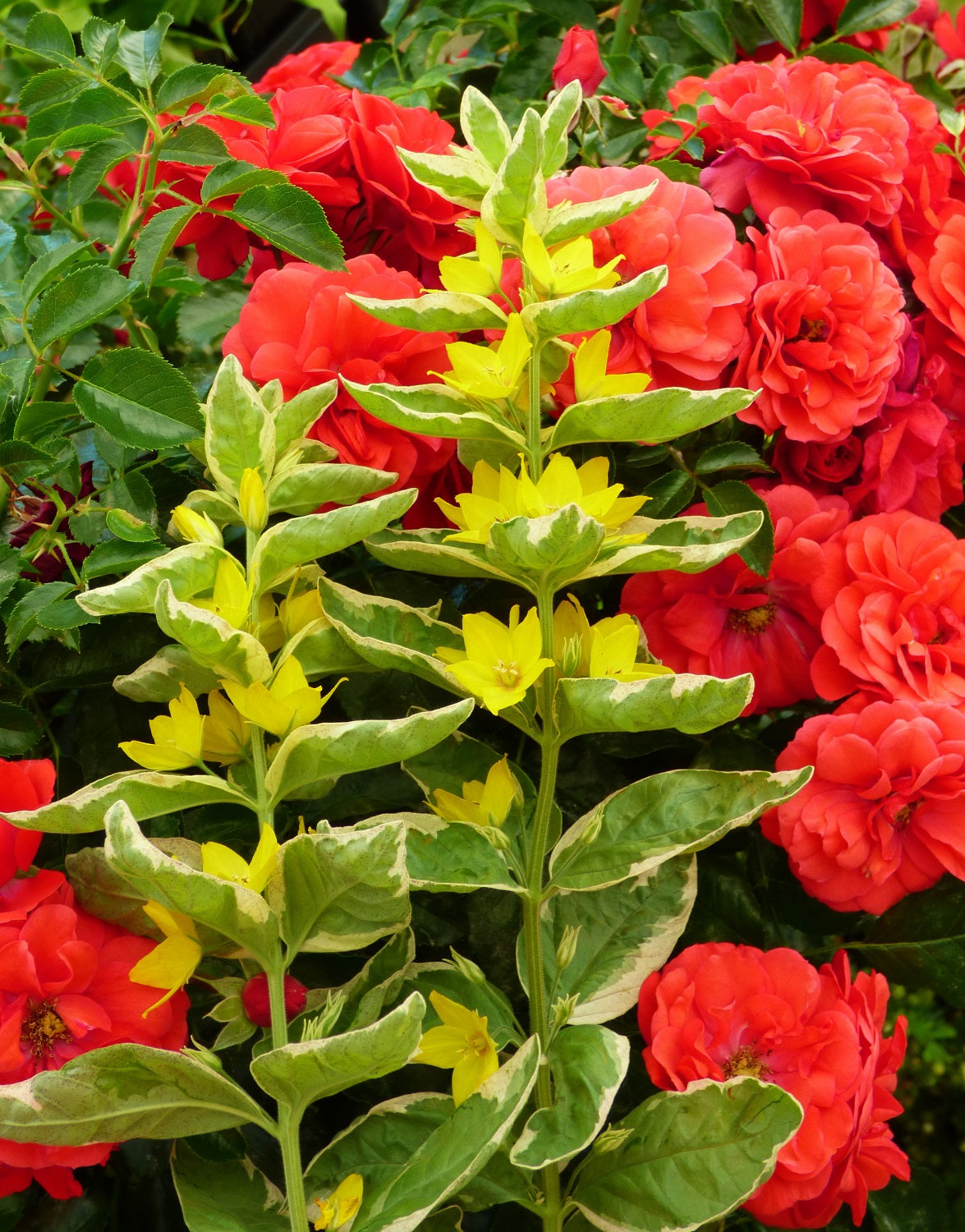 Flower Carpet Rose Scarlet & Lysimachia punctata ‘Alexander’