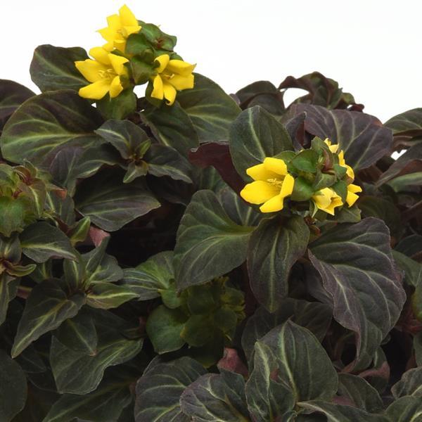 Lysimachia 'Night Light' Plant