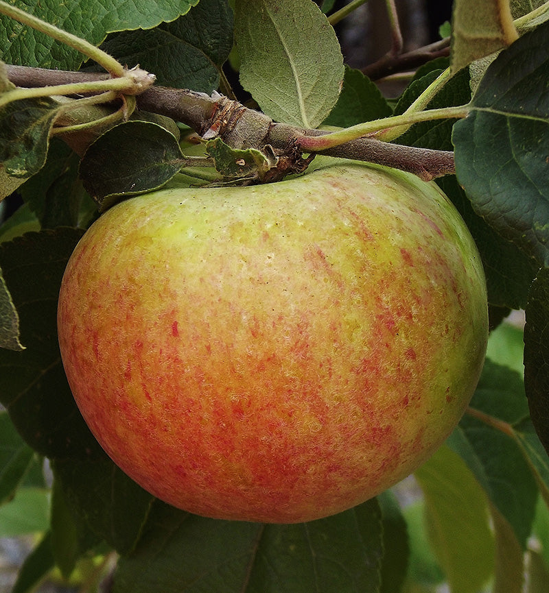 Malus domestica 'Gravenstein'