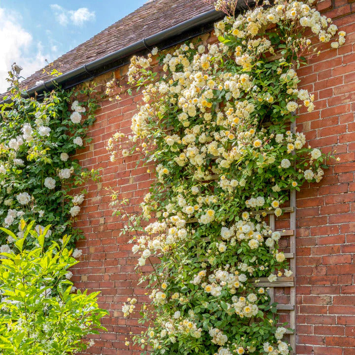 David Austin Rose 'Malvern Hills'