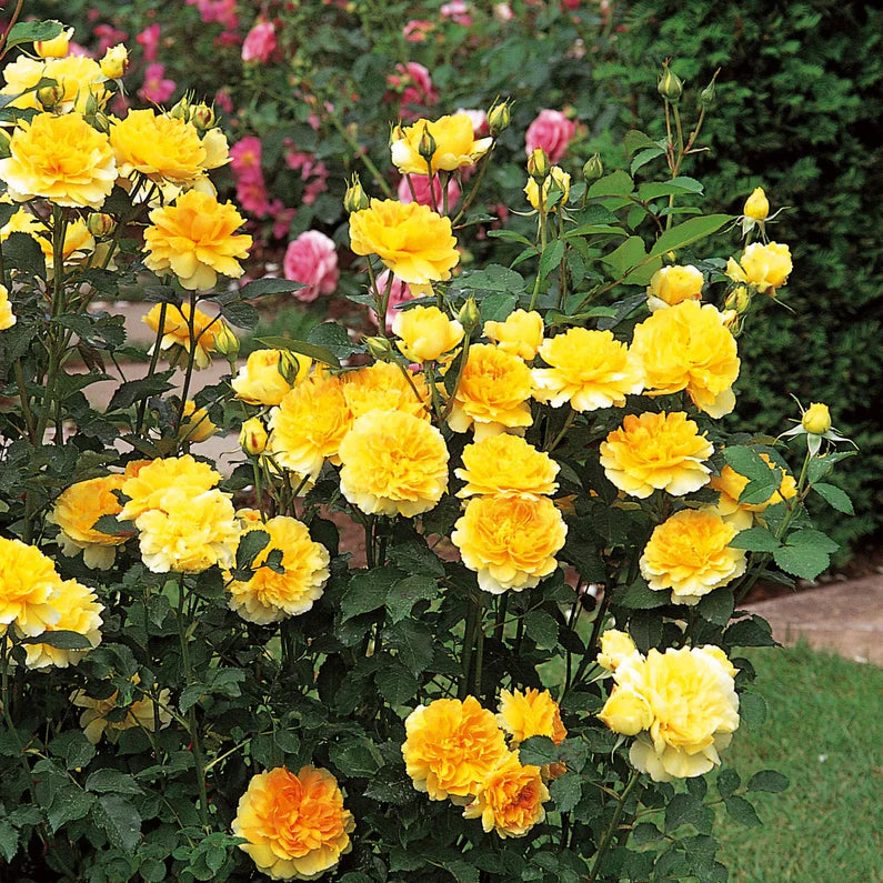 Rosa 'Molineux' - David Austin Roses