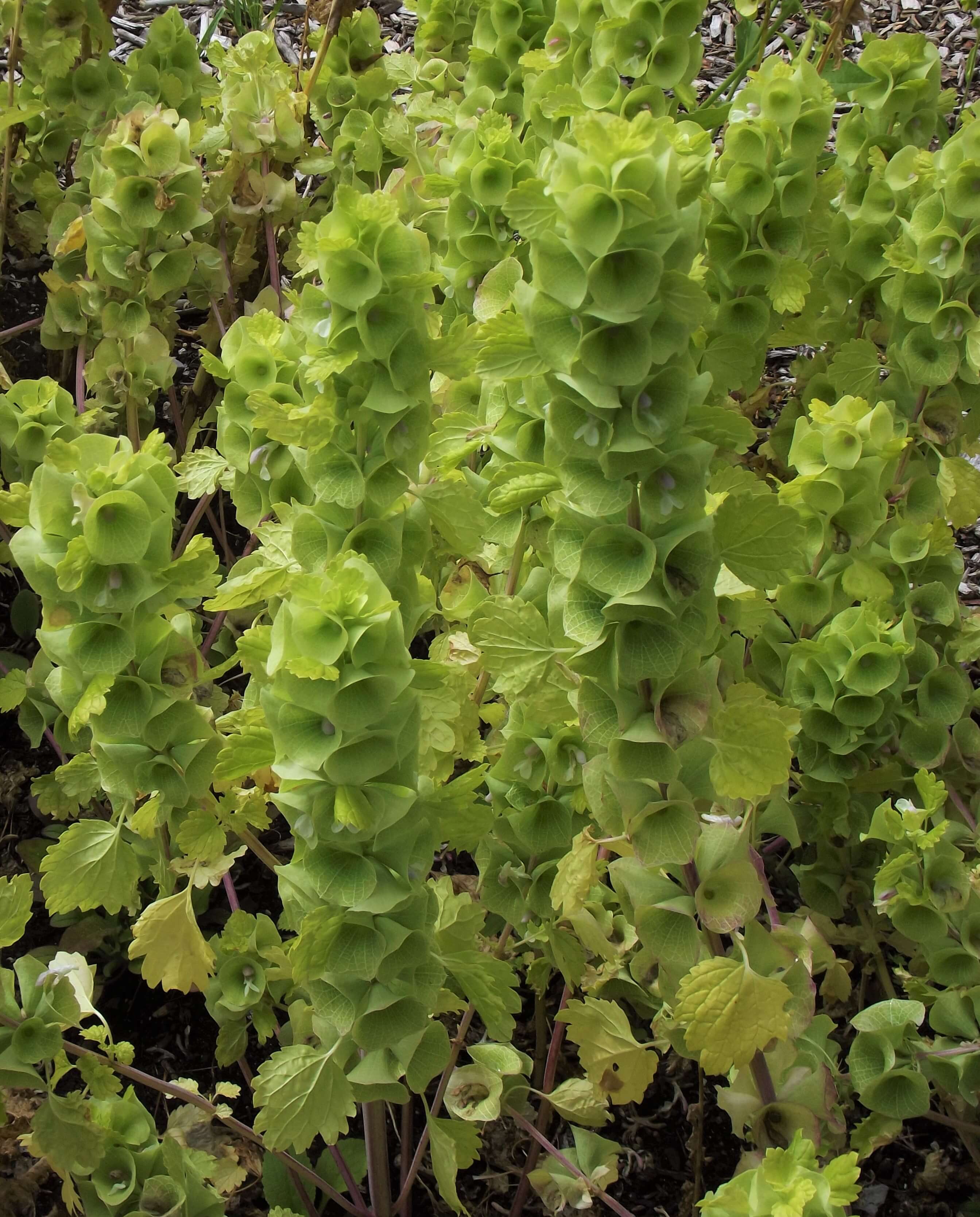 Bells of Ireland (Moluccella laevis)