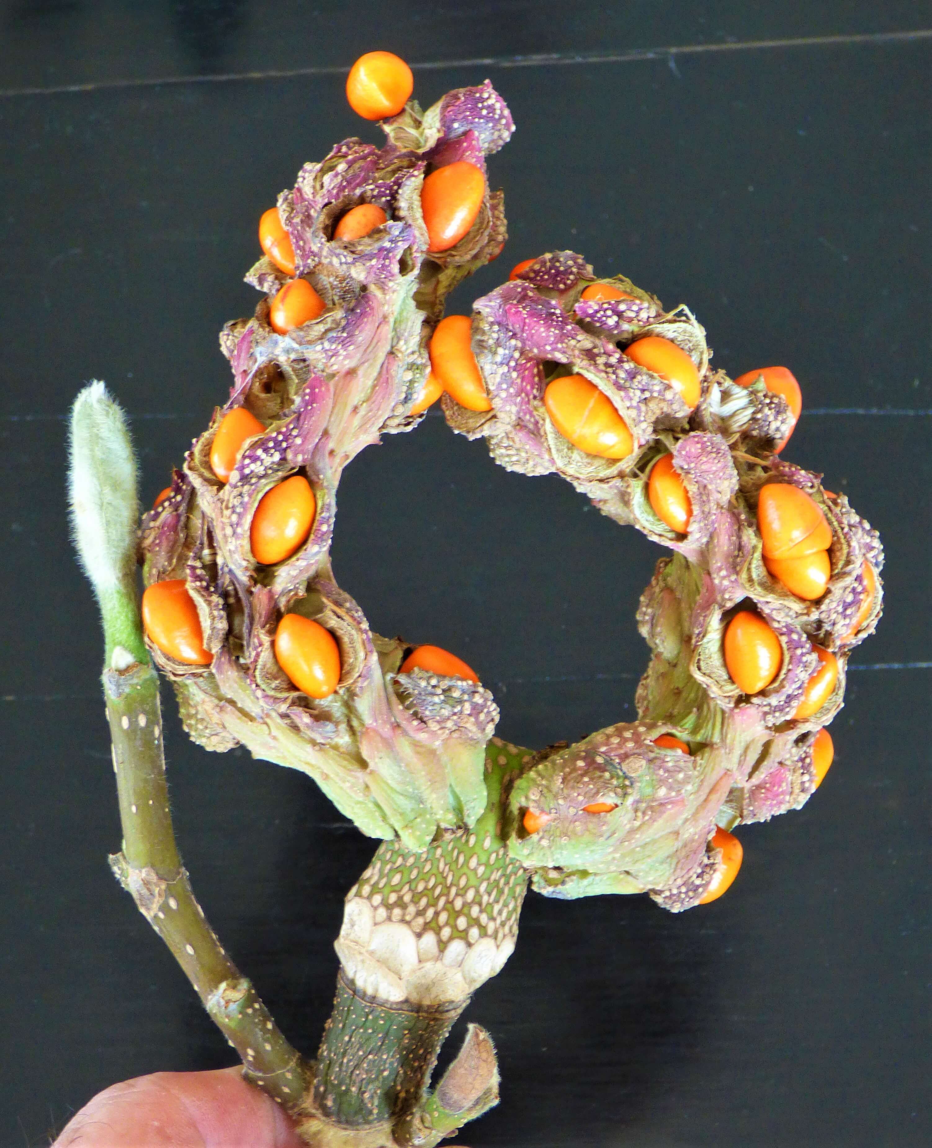 Mutated Magnolia seedpod