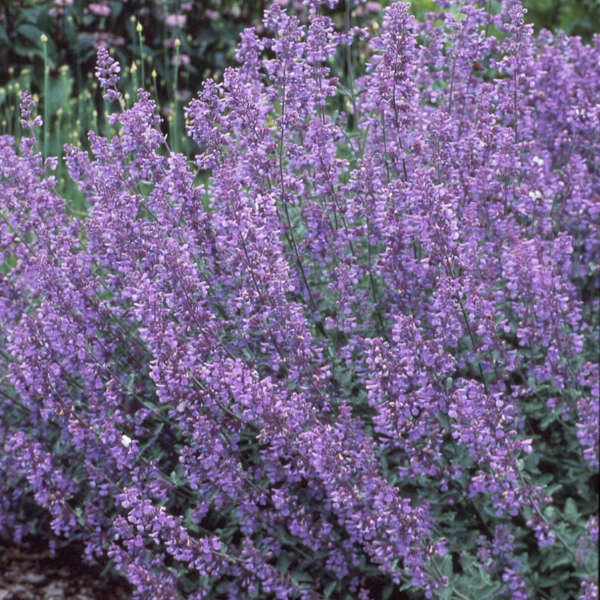 Nepeta racemosa ‘Walker’s Low’