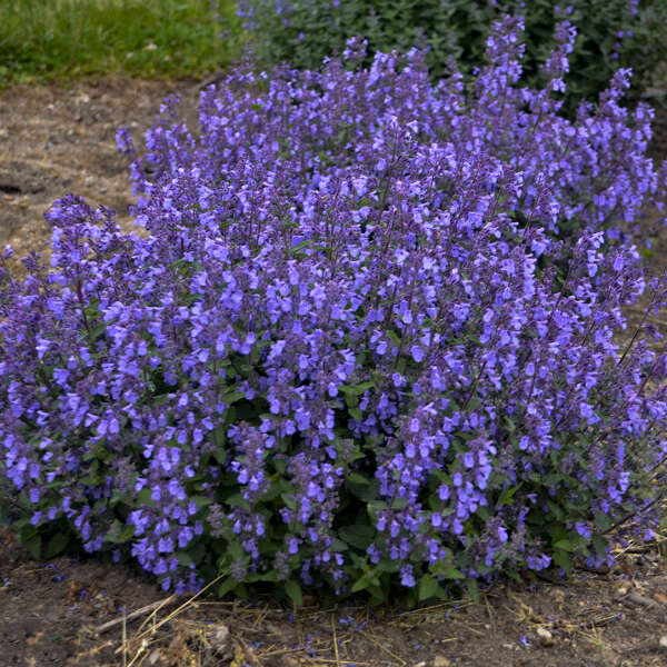 Nepeta 'Picture Purrfect' - Catmint Plant