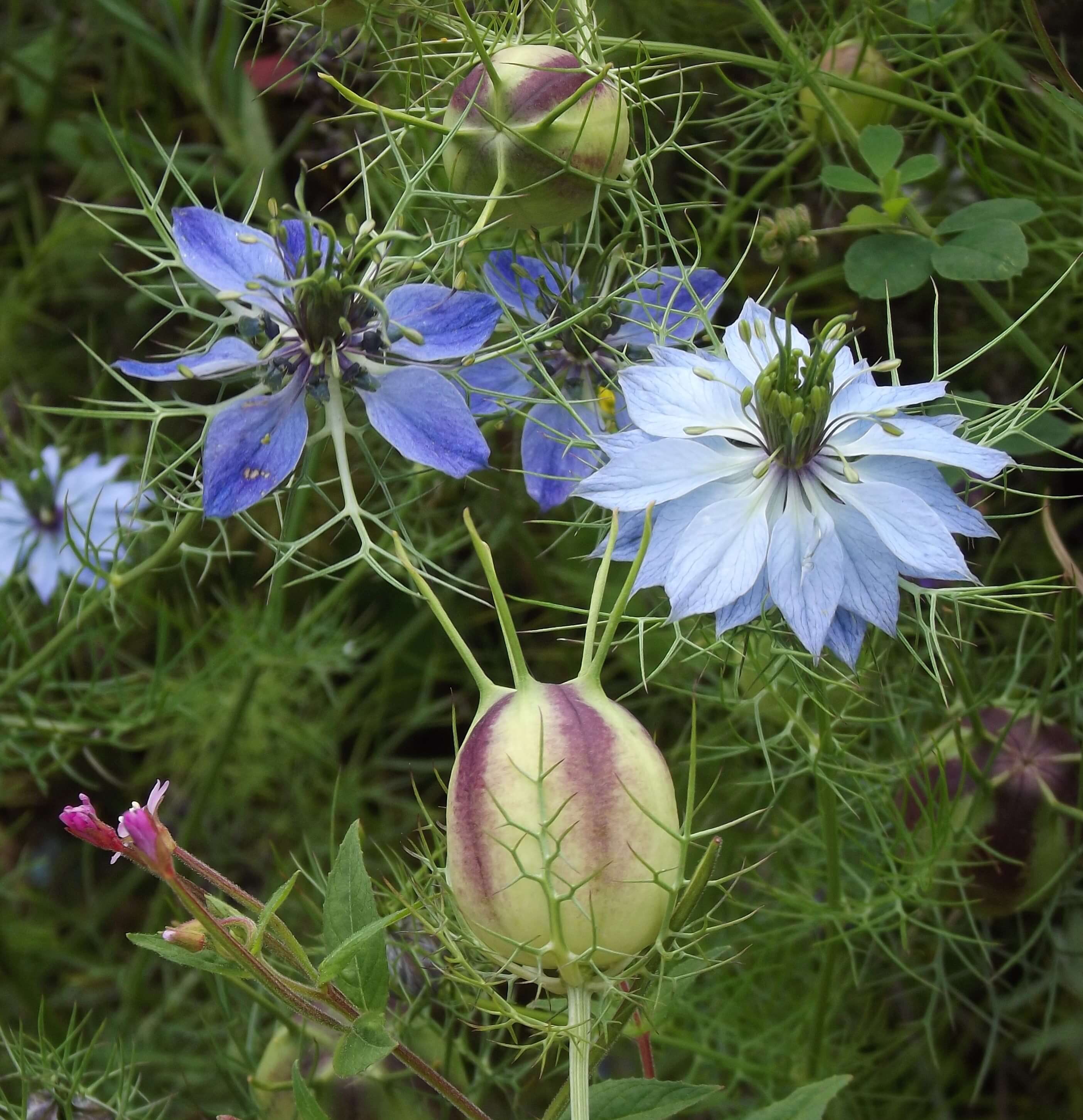 Love-in-a-Mist (Nigella damascena)