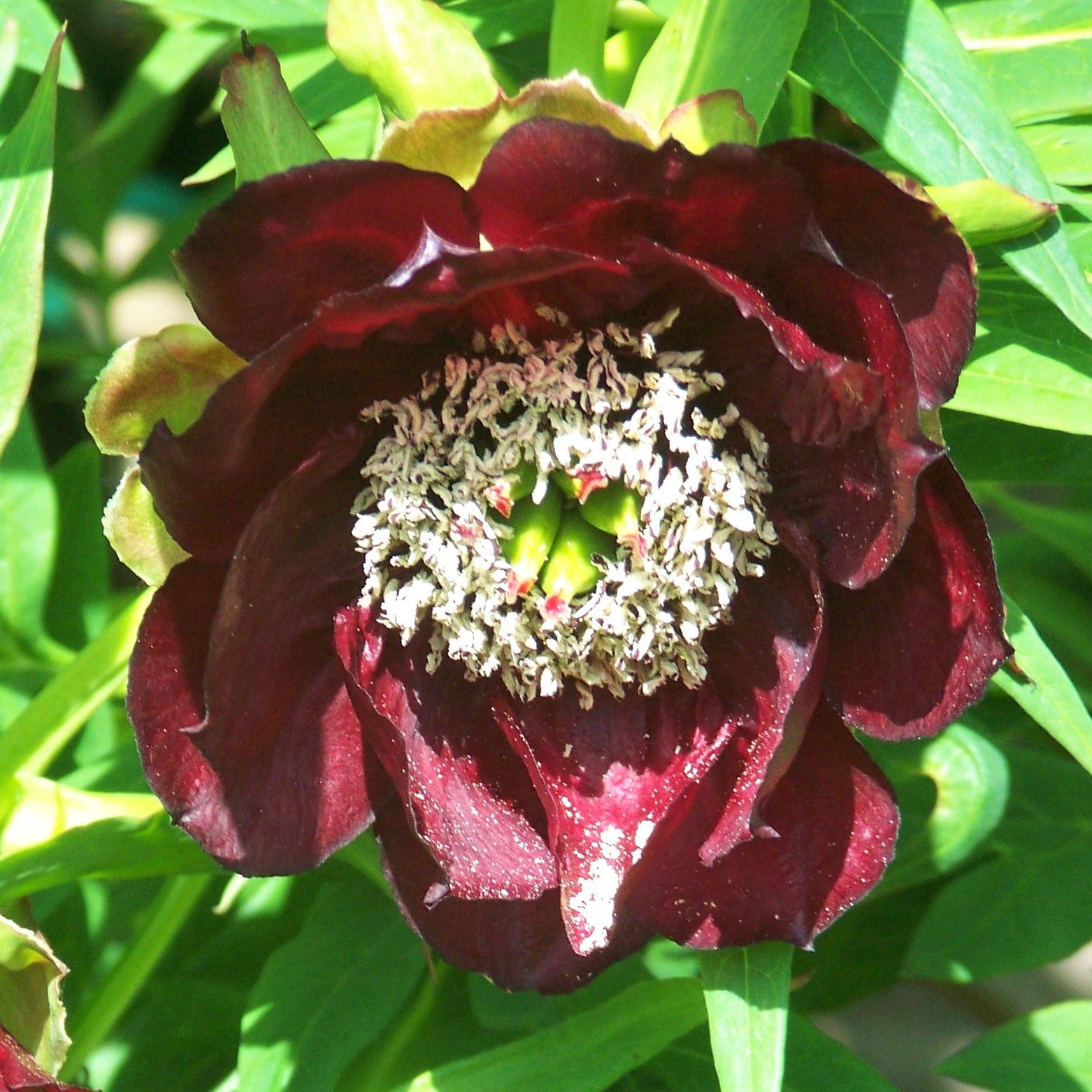 Paeonia Delavayi