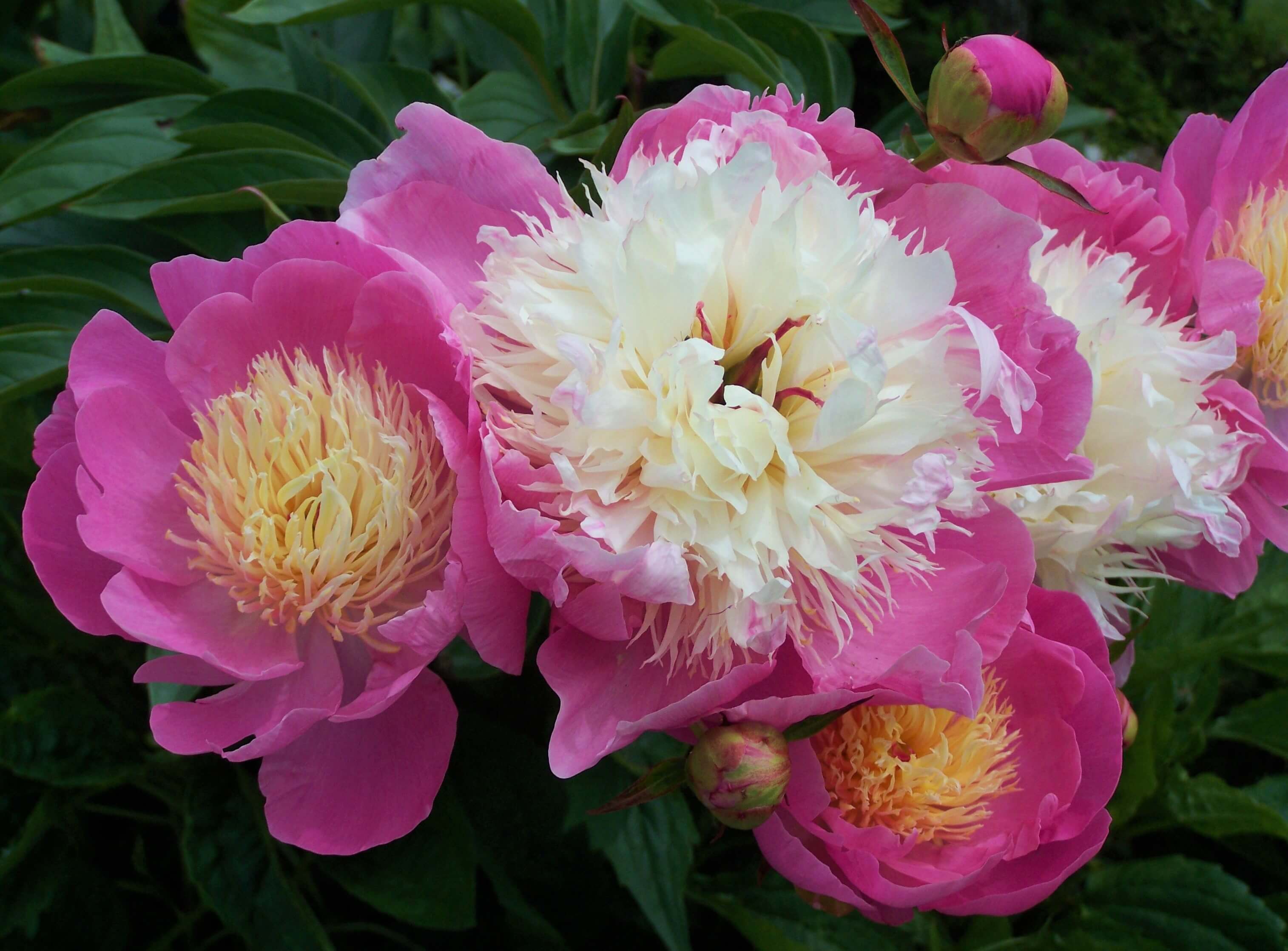 Herbaceous peonies (P. lactiflora)