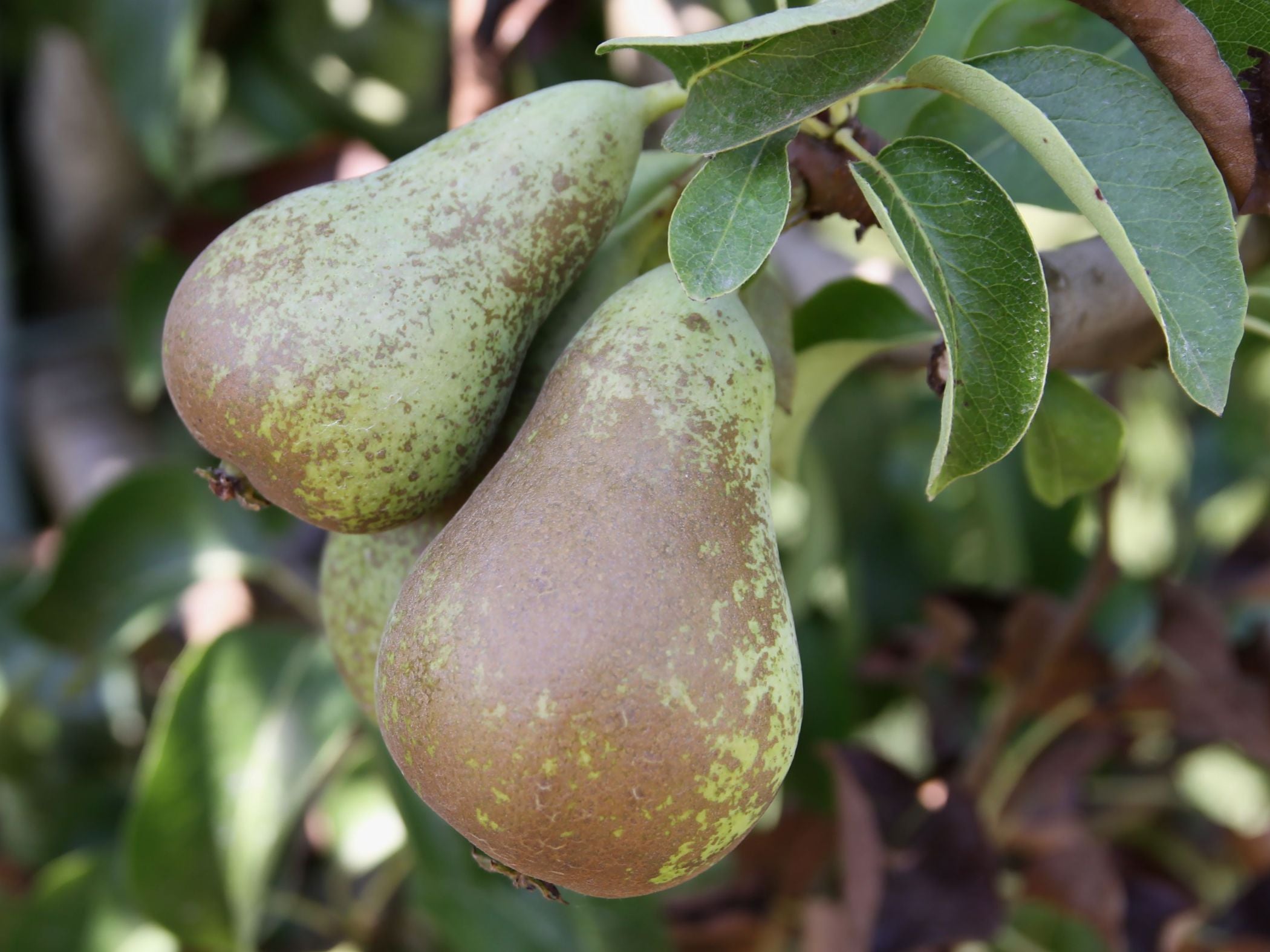 Pear 'Conference'