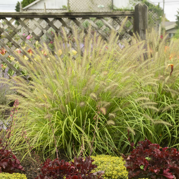 Pennisetum alopecuroides ‘Lemon Squeeze’