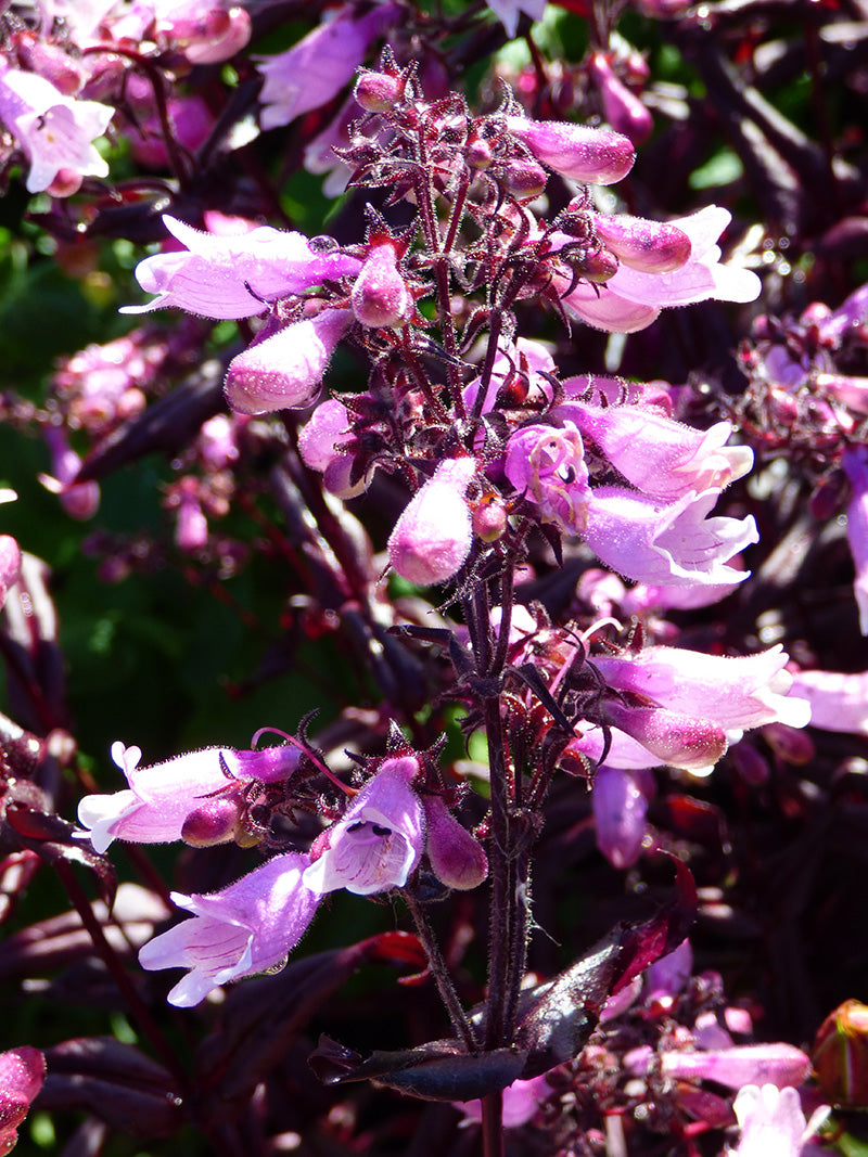 Penstemon 'Dakota Burgundy' Plant