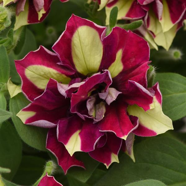 Petunia ‘Double Vogue Lemon Berry’