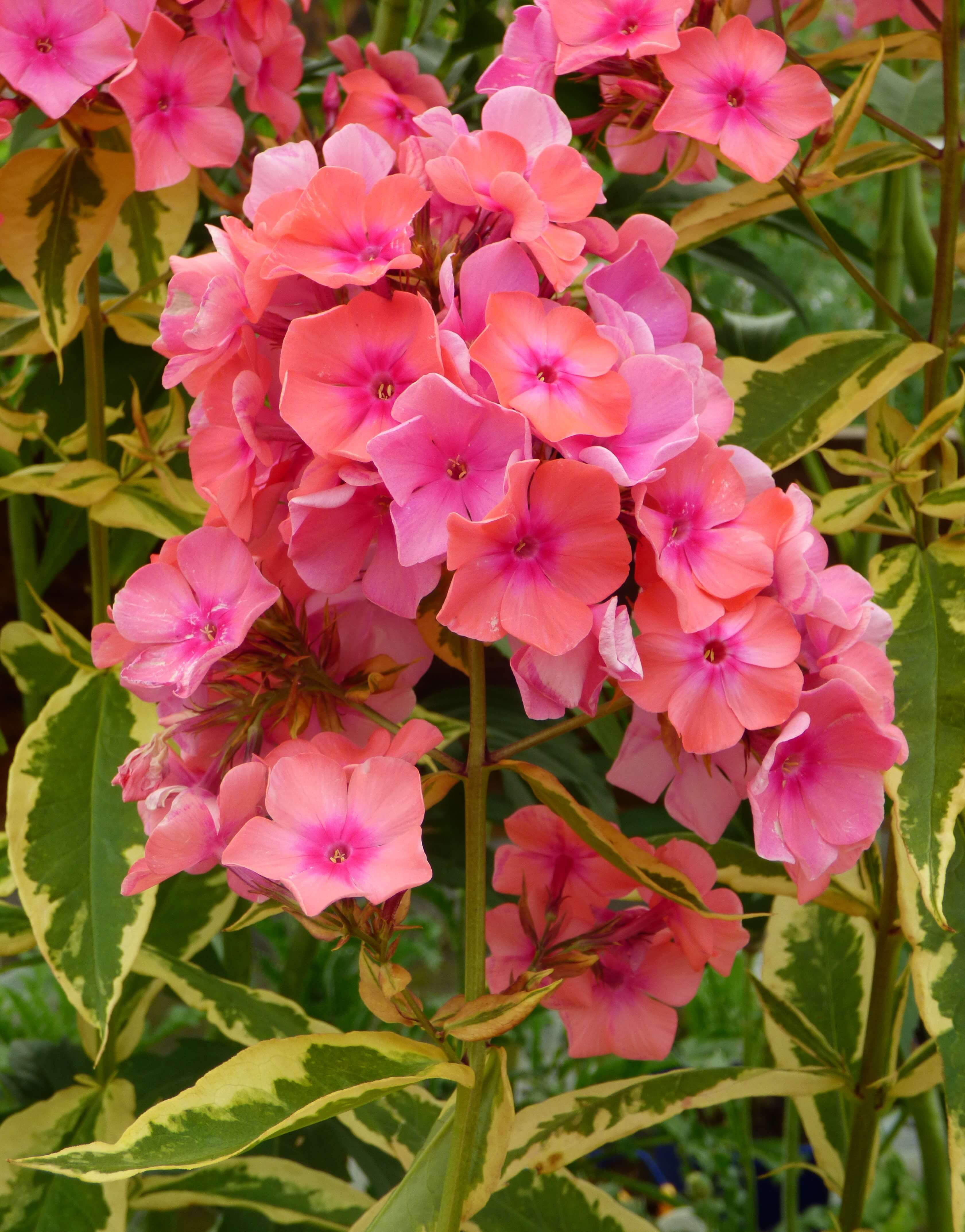 Tall phlox (P. paniculata)