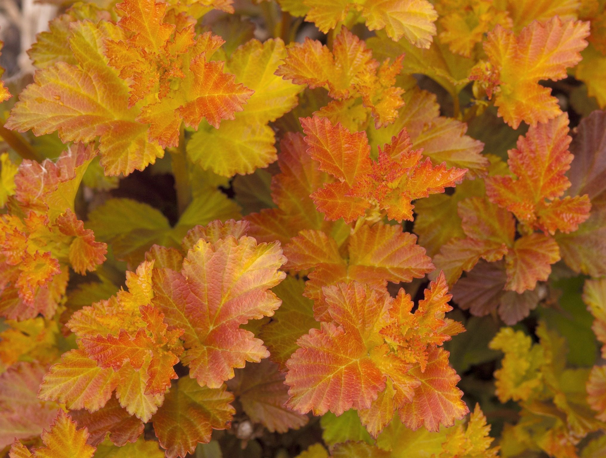 Physocarpus opulifolius ‘Amber Jubilee’