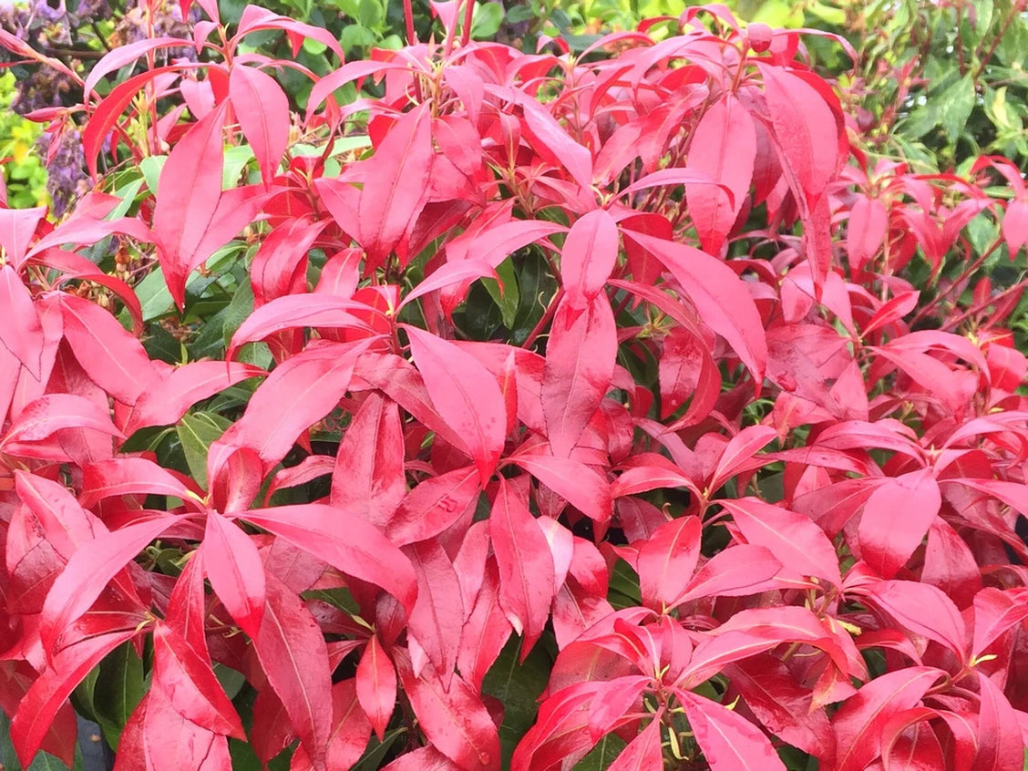 Pieris japonica ‘Glowing Hearts’