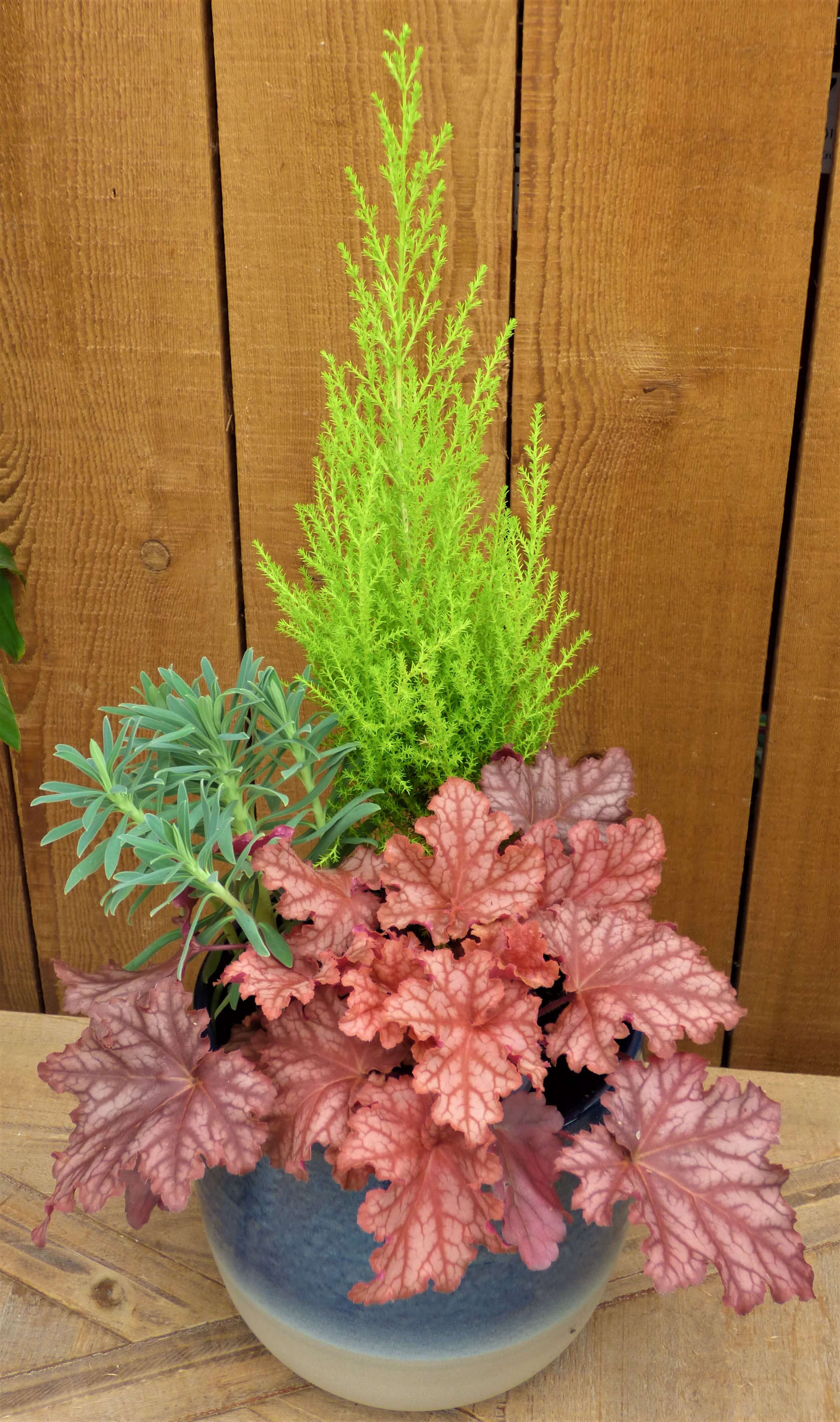 Planter 1 – Cupressus ‘Wilma Goldcrest’, Heuchera ‘Peachberry Ice’, Euphorbia ‘Shorty’