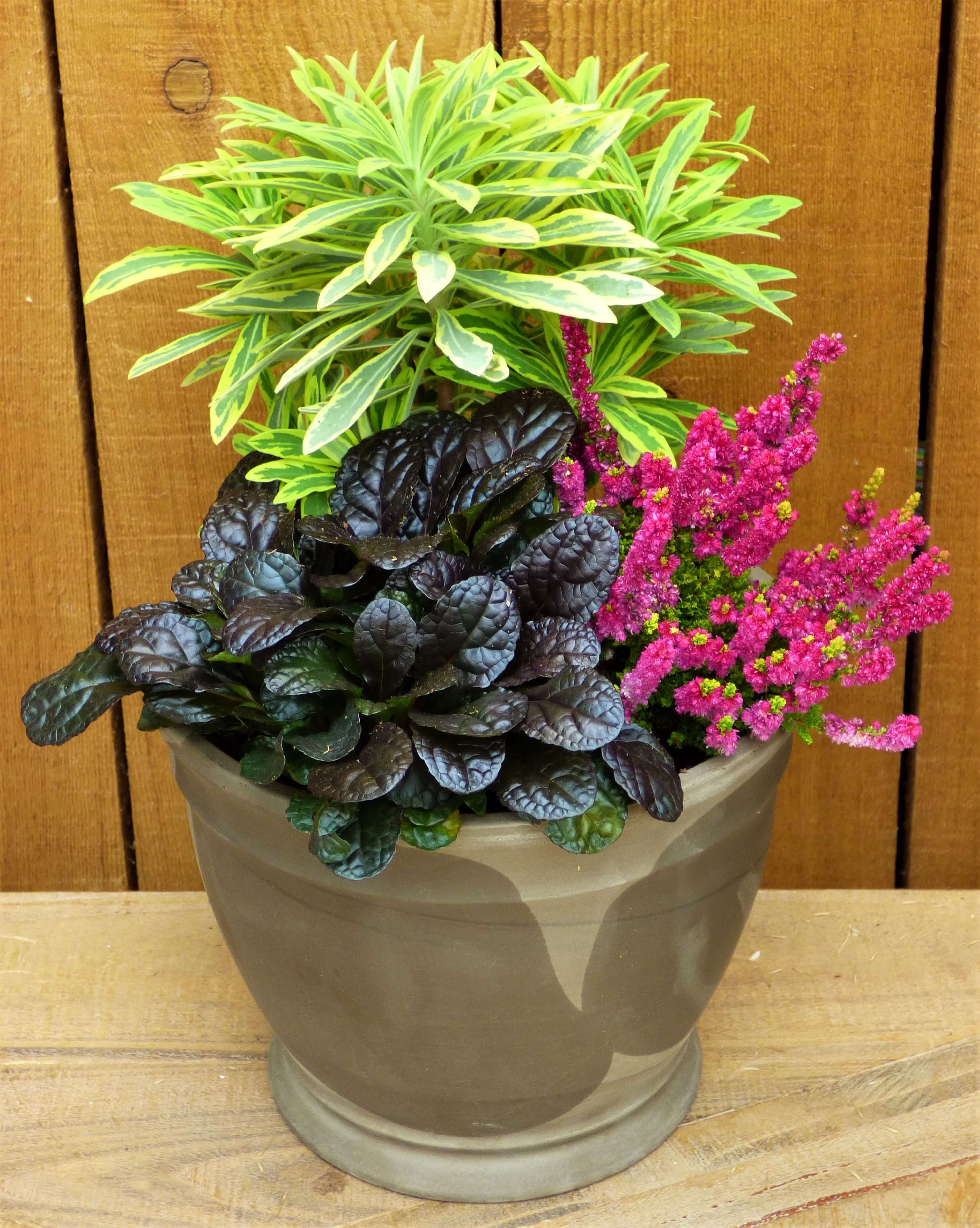 Planter 2 – Euphorbia ‘Ascot Rainbow’, Calluna ‘Yellow Beauty’, Ajuga ‘Mahogany’