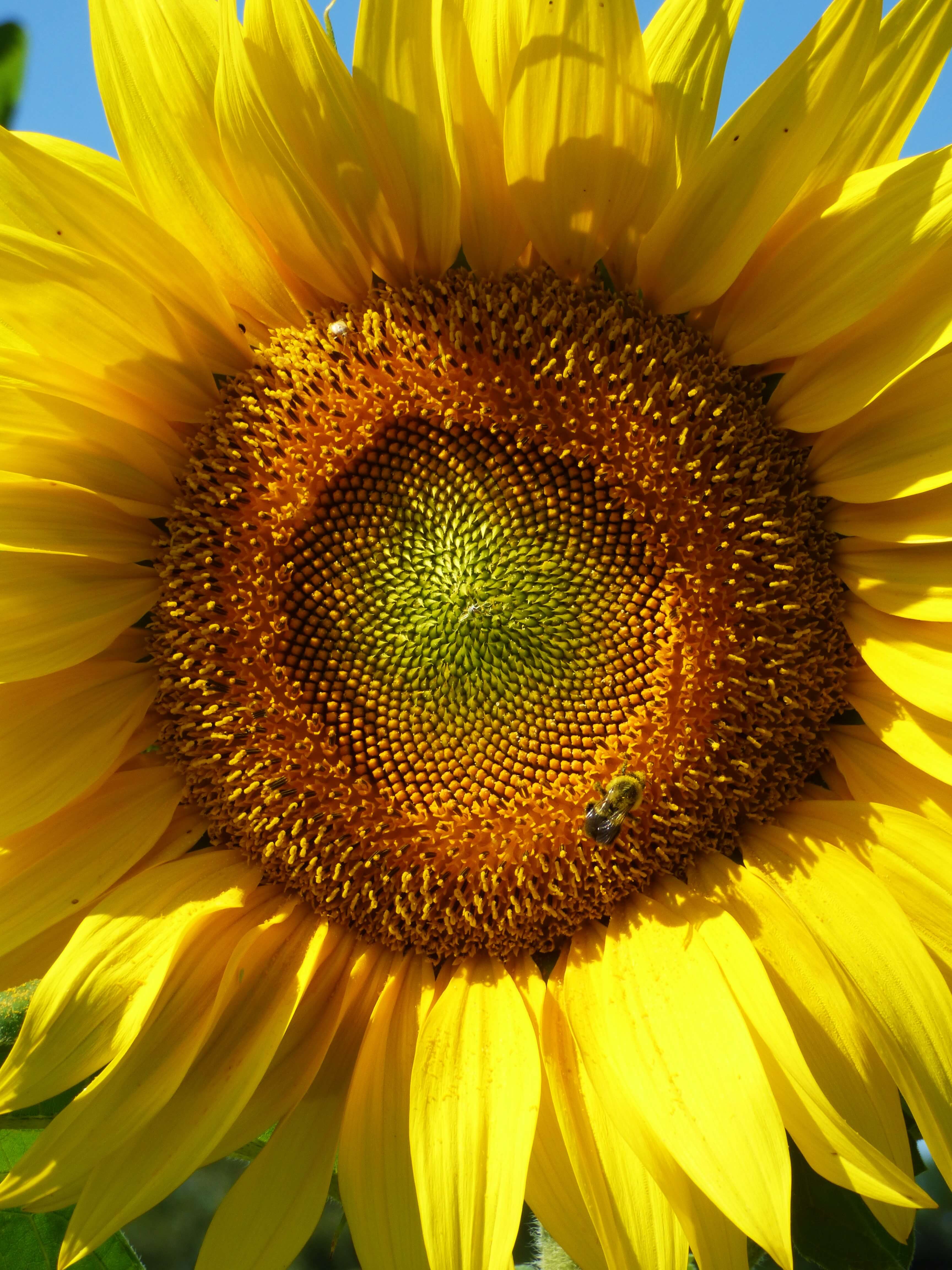 Sunflower