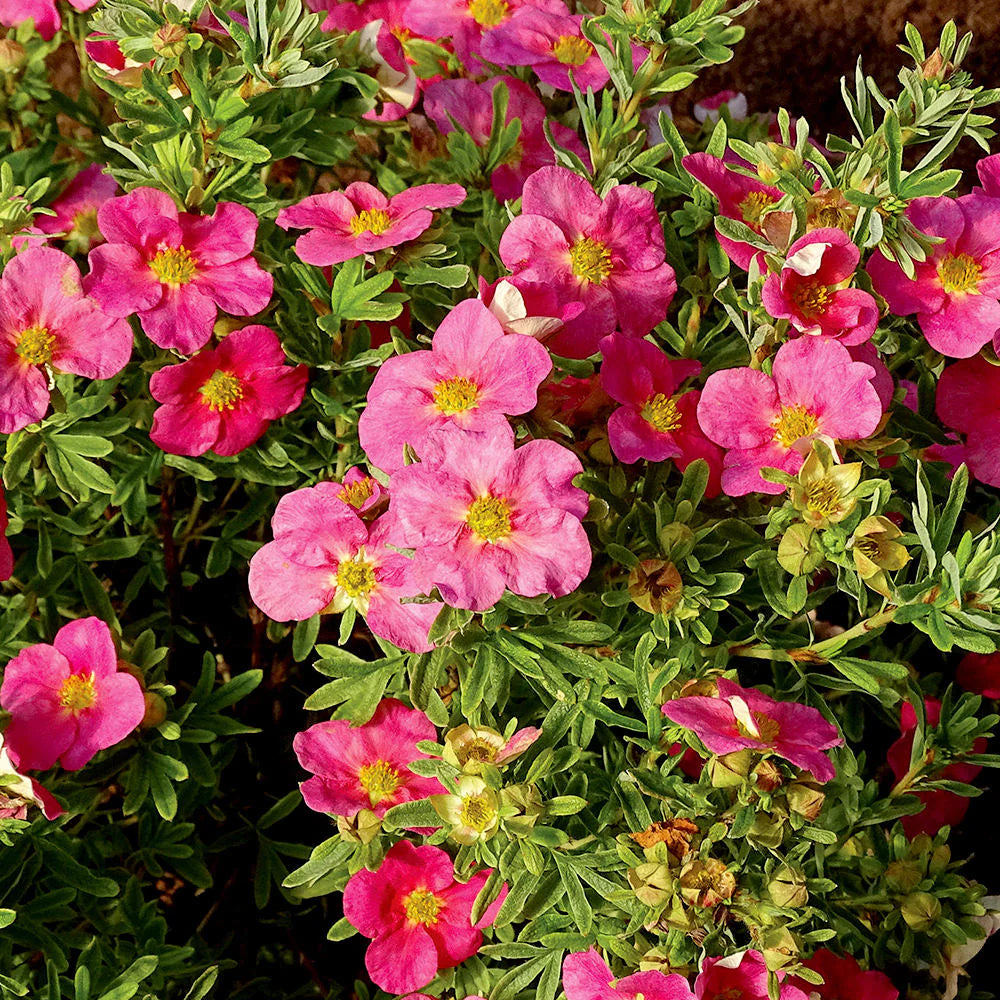 Potentilla 'Bella Bellissima' - Bloomin' Easy