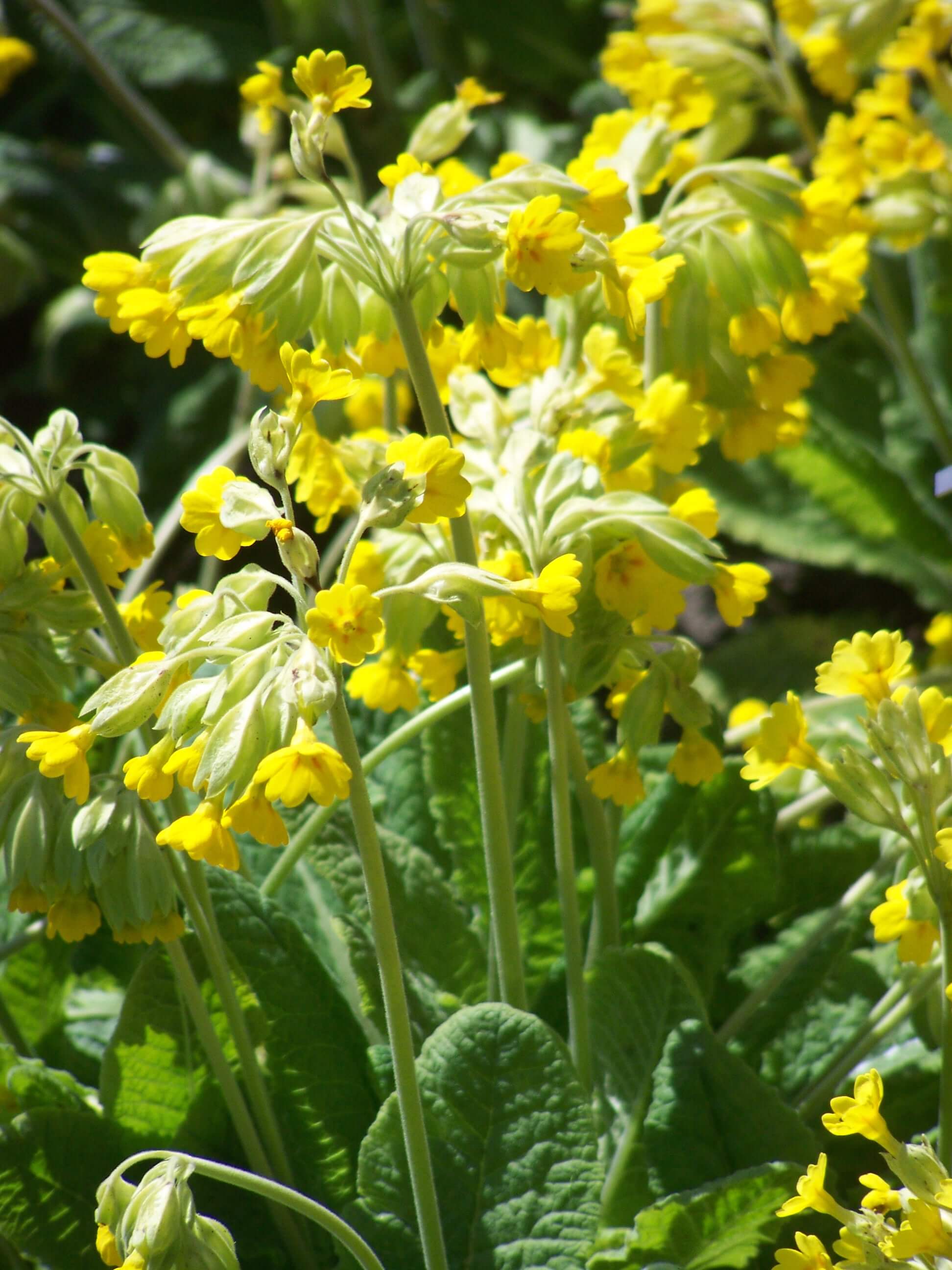 Cowslip