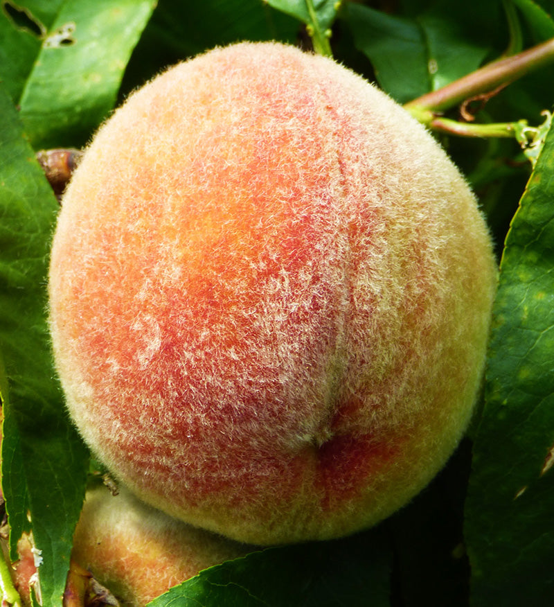 Prunus Peach 'Frost'