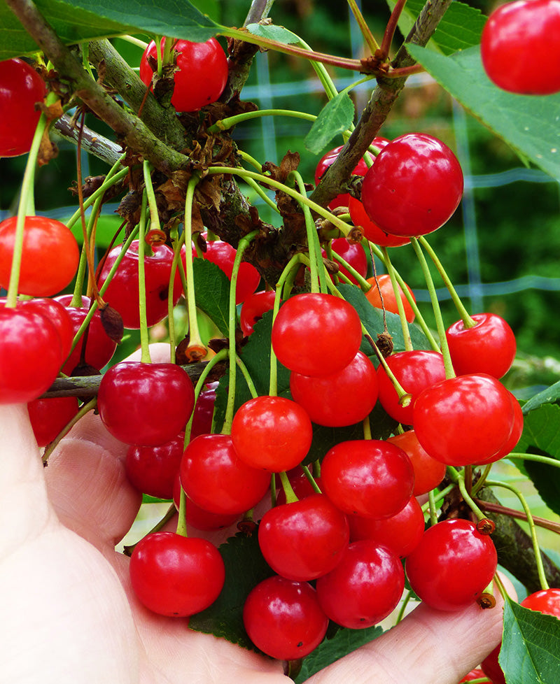 Prunus ‘Montmorency’ - Sour Cherry