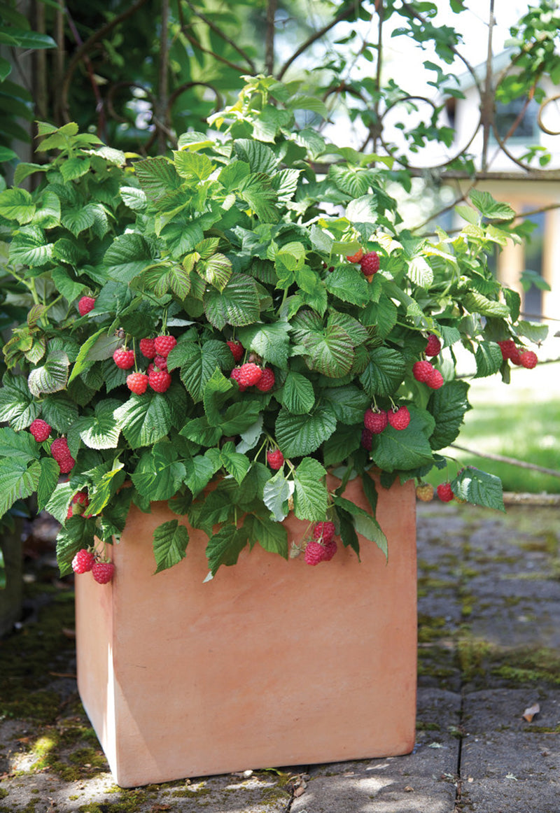 Raspberries (Rubus idaeus 'Raspberry Shortcake')