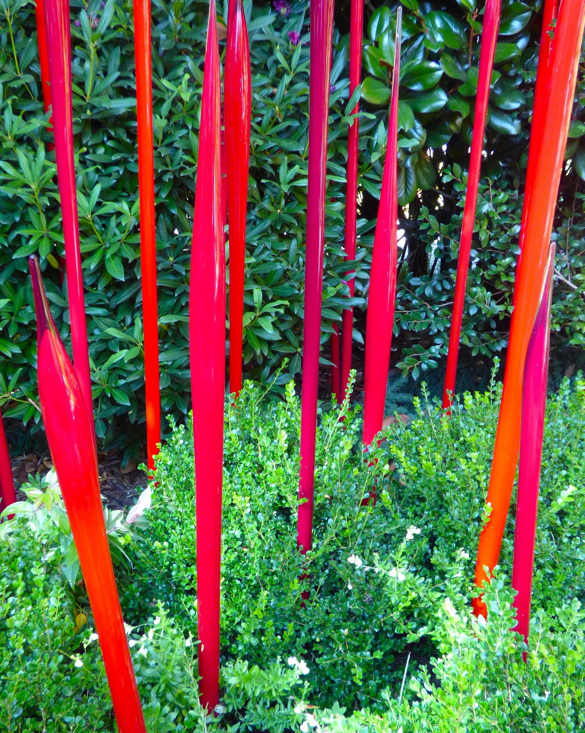 Red glass reeds in boxwoods at Chihuly garden and glass