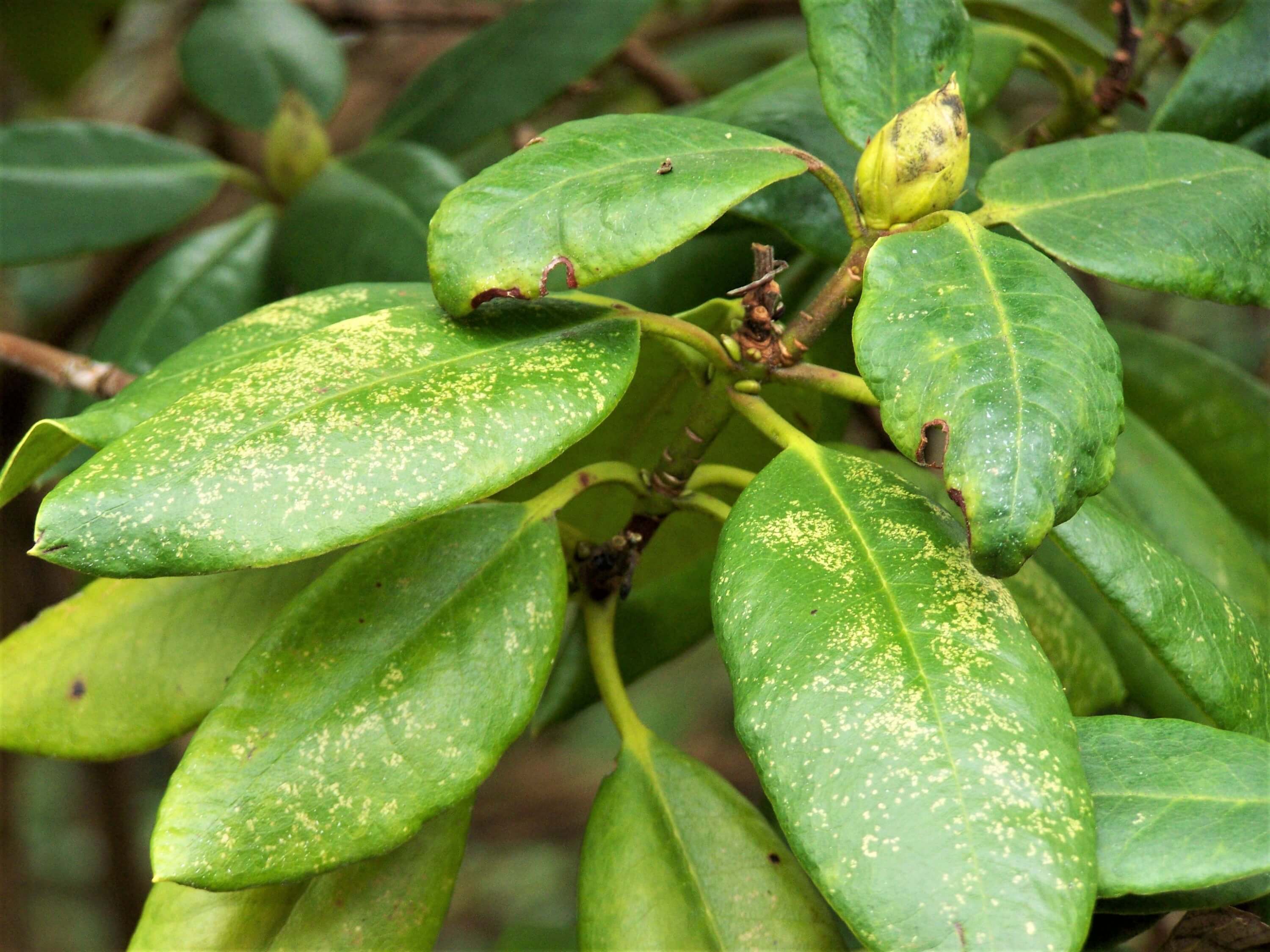 Rhododendron widjajae Argent & Mambrasar, spec.nov. A. Branch showing