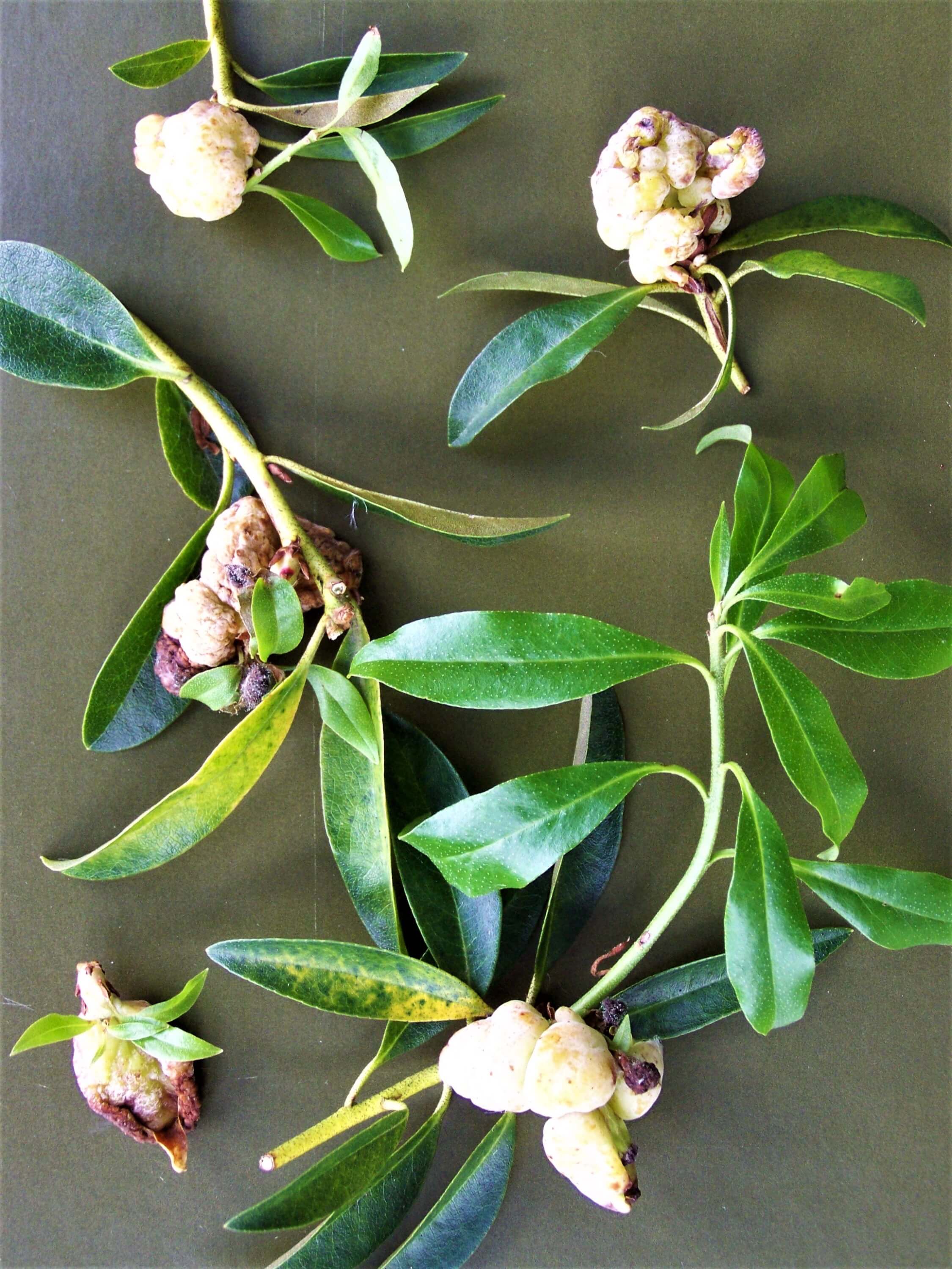 Powdery White Leaf Growths / Azalea Leaf Gall