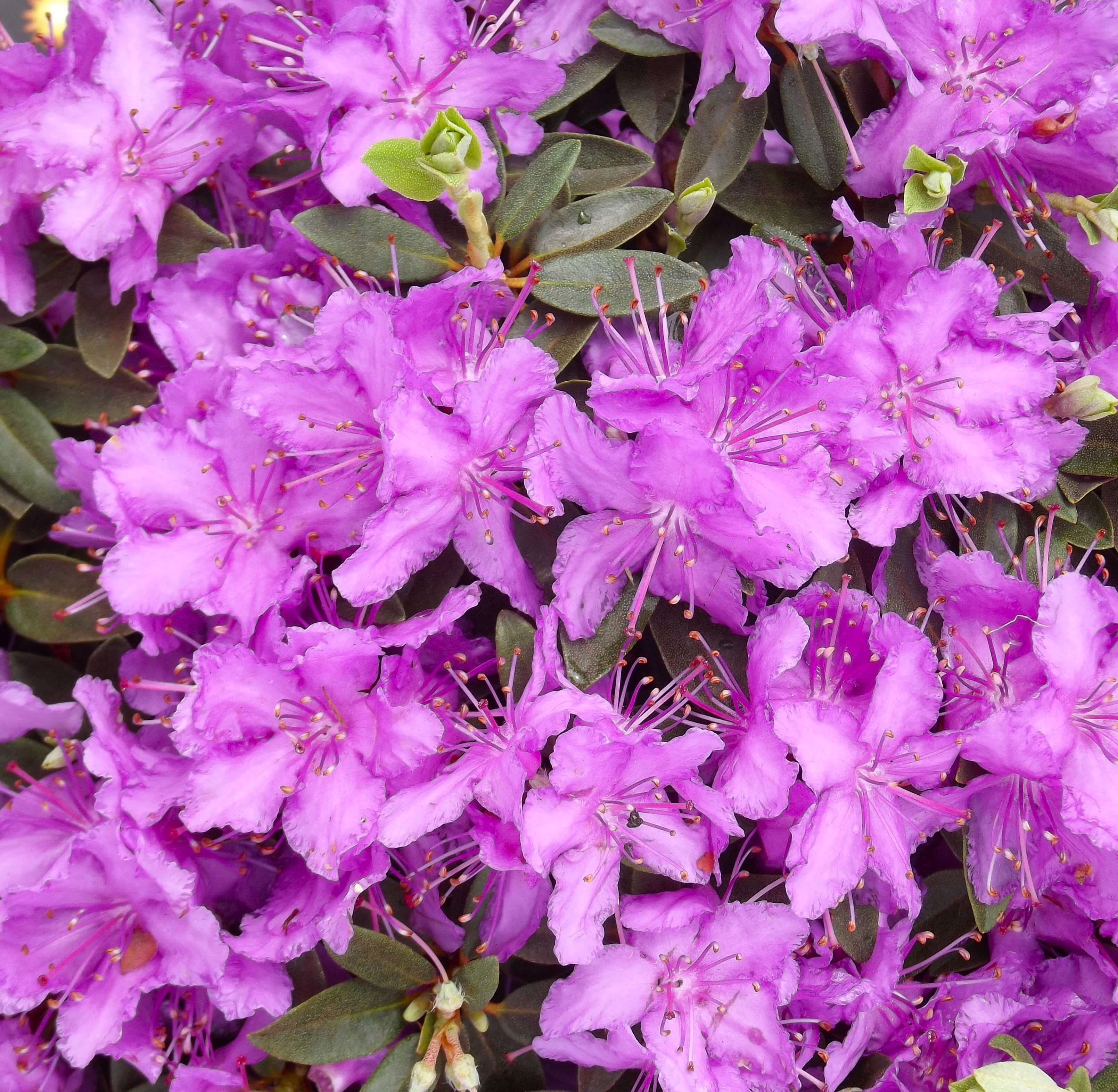 Rhododendron ‘Purple Gem’