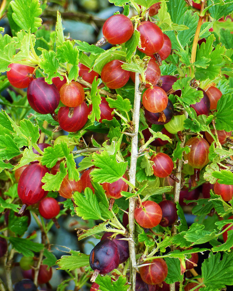 Ribes 'Hinnomaki Red'