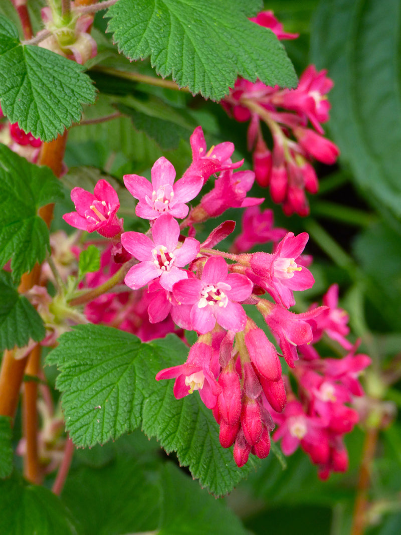 Ribes sanguineum Plant