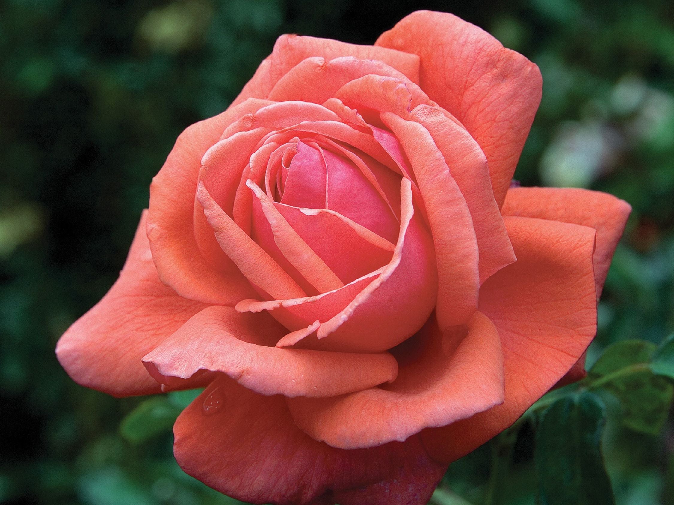 Rosa 'Fragrant Cloud'